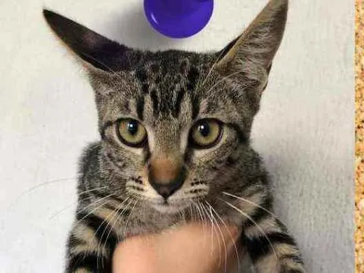 Gato ra a srd idade 2 a 6 meses nome Varja