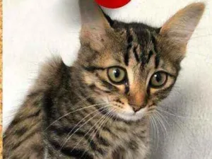 Gato raça srd idade 2 a 6 meses nome Shambala