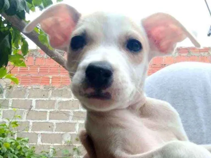 Cachorro ra a Vira lata idade  nome Sem nome 