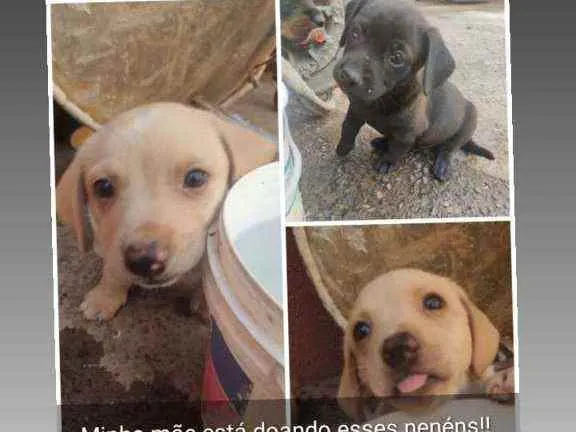 Cachorro ra a Mista idade 2 a 6 meses nome Filhotes
