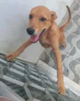 Madruguinha