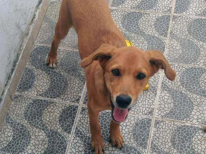 Cachorro ra a Vira lata idade 2 a 6 meses nome Madruguinha