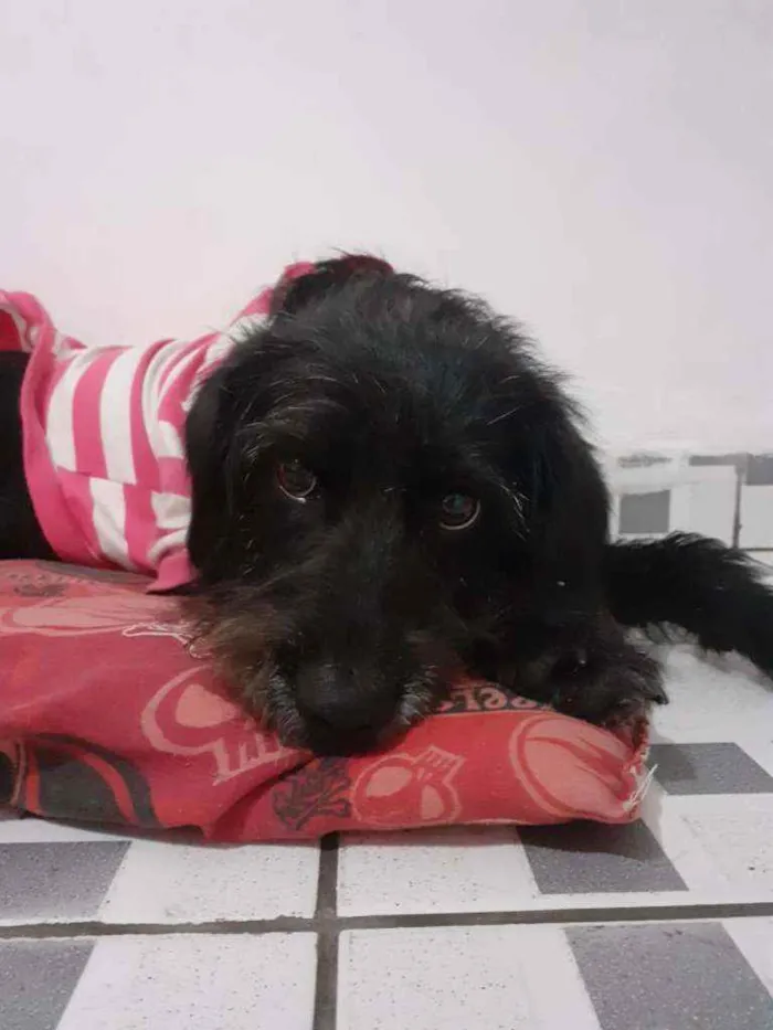 Cachorro ra a SRD idade 1 ano nome Kenzy