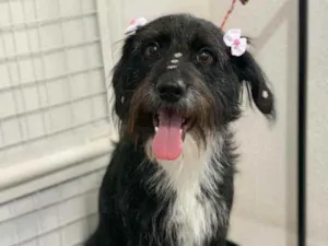 Cachorro raça SRD idade 1 ano nome Kenzy