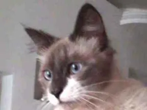 Gato raça Srd idade 1 ano nome Yan