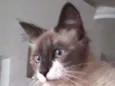 Yan