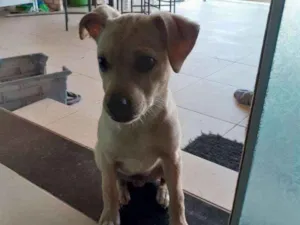 Cachorro raça Vira lata com labrador  idade 2 a 6 meses nome MADARA