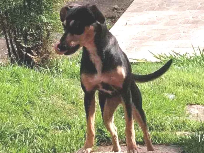 Cachorro ra a Vira lata idade 7 a 11 meses nome Lindinha