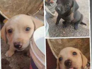 Cachorro raça Mista idade 2 a 6 meses nome Filhotes