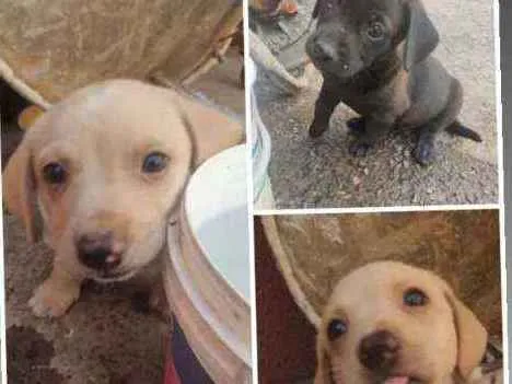 Cachorro ra a Mista idade 2 a 6 meses nome Filhotes