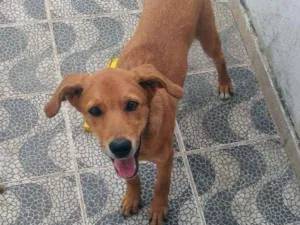 Cachorro raça Vira lata idade 2 a 6 meses nome Madruguinha