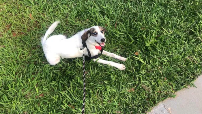 Cachorro ra a Sem raça definida  idade 7 a 11 meses nome Sem nome