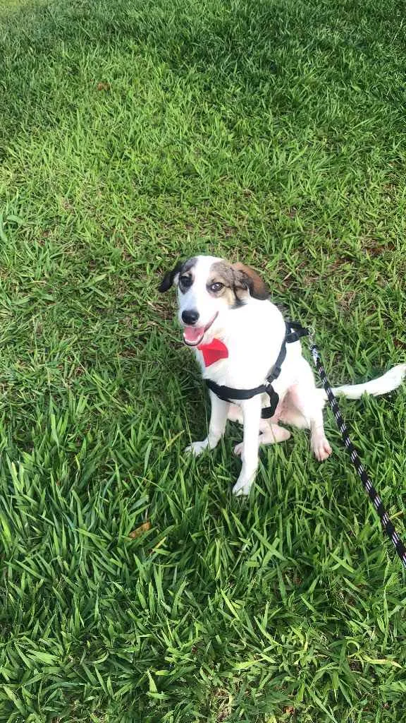 Cachorro ra a Sem raça definida  idade 7 a 11 meses nome Sem nome