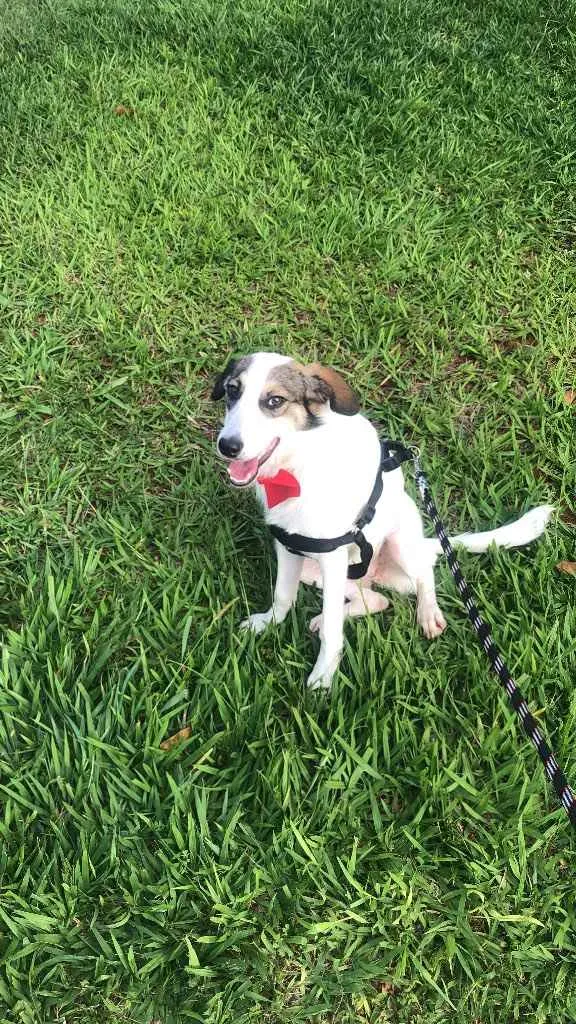 Cachorro ra a Sem raça definida  idade 7 a 11 meses nome Sem nome