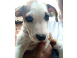 Cachorro raça Vira lata idade Abaixo de 2 meses nome Sem nome 