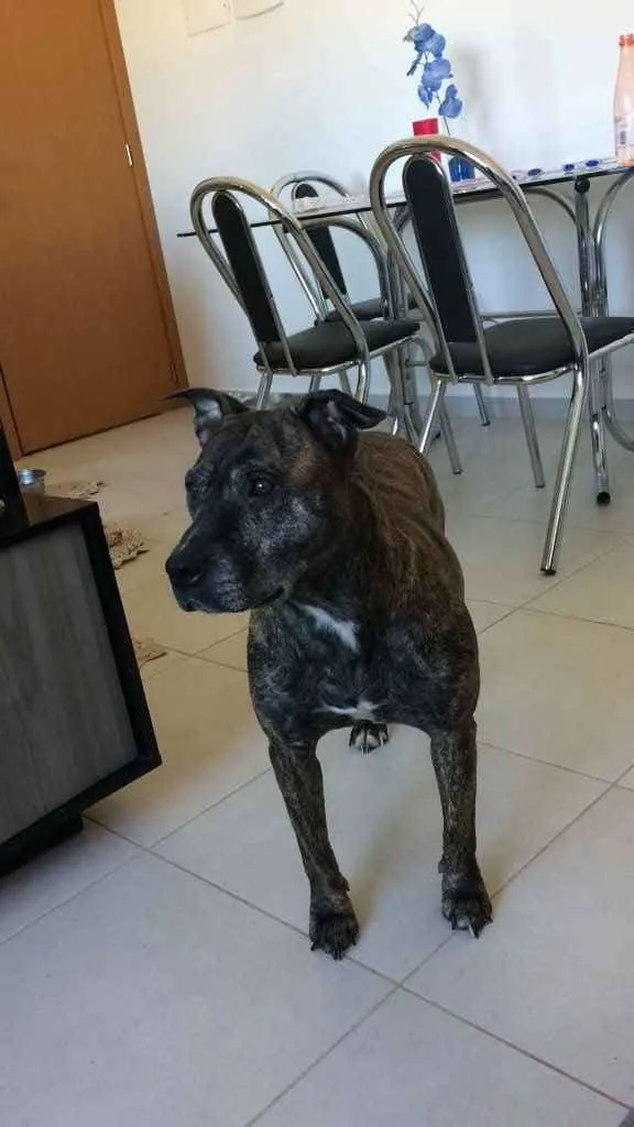 Cachorro ra a Pitbull mas não é pura  idade 2 anos nome Laika