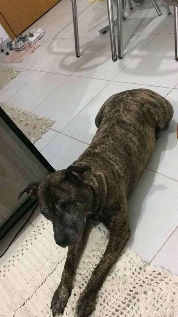 Cachorro ra a Pitbull mas não é pura  idade 2 anos nome Laika