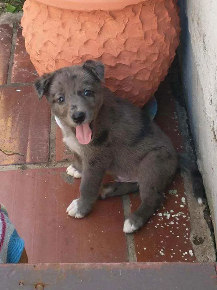 Cachorro ra a Não definida idade 2 a 6 meses nome Sem nome