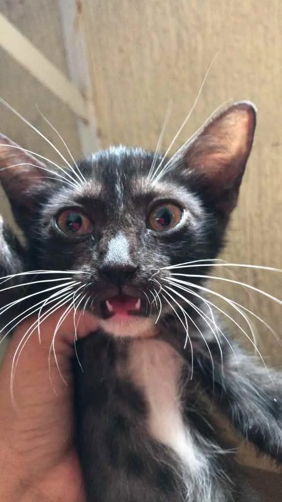 Gato raça Srd  idade Abaixo de 2 meses nome Lua