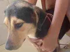 Cachorro raça Indefinida idade 7 a 11 meses nome Malu