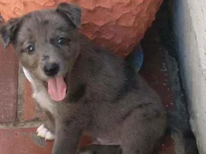 Cachorro raça Não definida idade 2 a 6 meses nome Sem nome