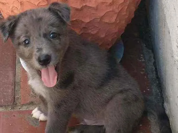 Cachorro ra a Não definida idade 2 a 6 meses nome Sem nome