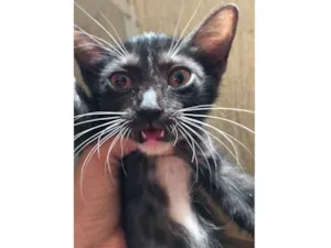 Gato raça Srd  idade Abaixo de 2 meses nome Lua