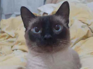 Gato raça Srd idade 2 a 6 meses nome Olívia (mãe) e Fihot