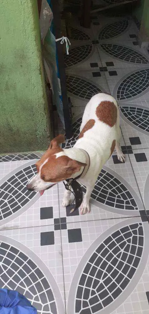 Cachorro ra a Pe duro idade 7 a 11 meses nome Nao sei o nome