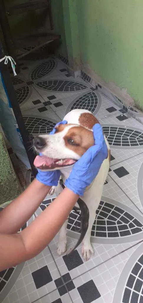 Cachorro ra a Pe duro idade 7 a 11 meses nome Nao sei o nome