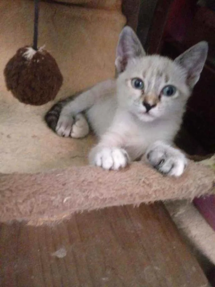 Gato raça Siames idade 2 a 6 meses nome Luana