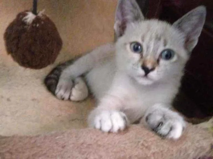 Gato raça Siames idade 2 a 6 meses nome Luana