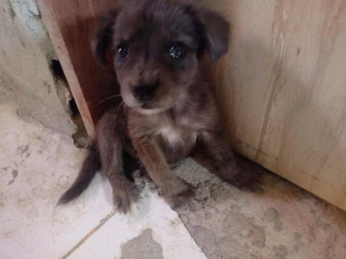 Cachorro raça Srd idade 2 a 6 meses nome Chocolate