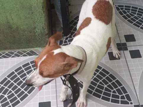 Cachorro ra a Pe duro idade 7 a 11 meses nome Nao sei o nome