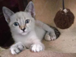 Gato raça Siames idade 2 a 6 meses nome Luana