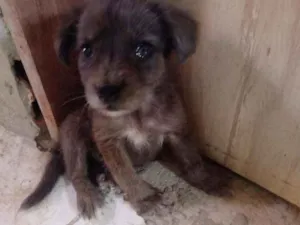 Cachorro raça Srd idade 2 a 6 meses nome Chocolate