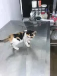 Gatinha