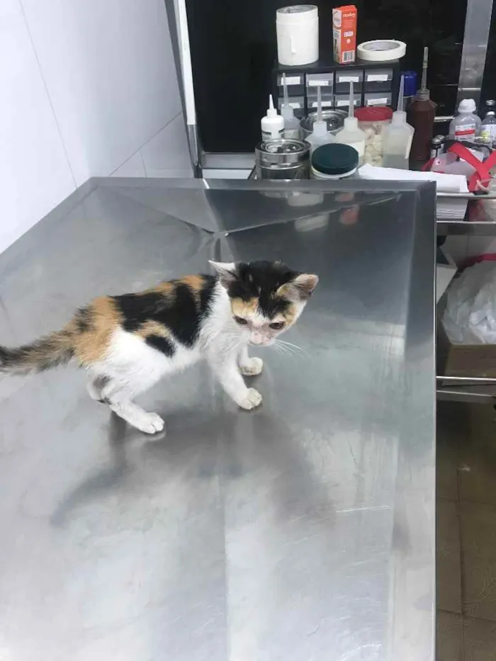 Gato ra a  idade Abaixo de 2 meses nome Gatinha