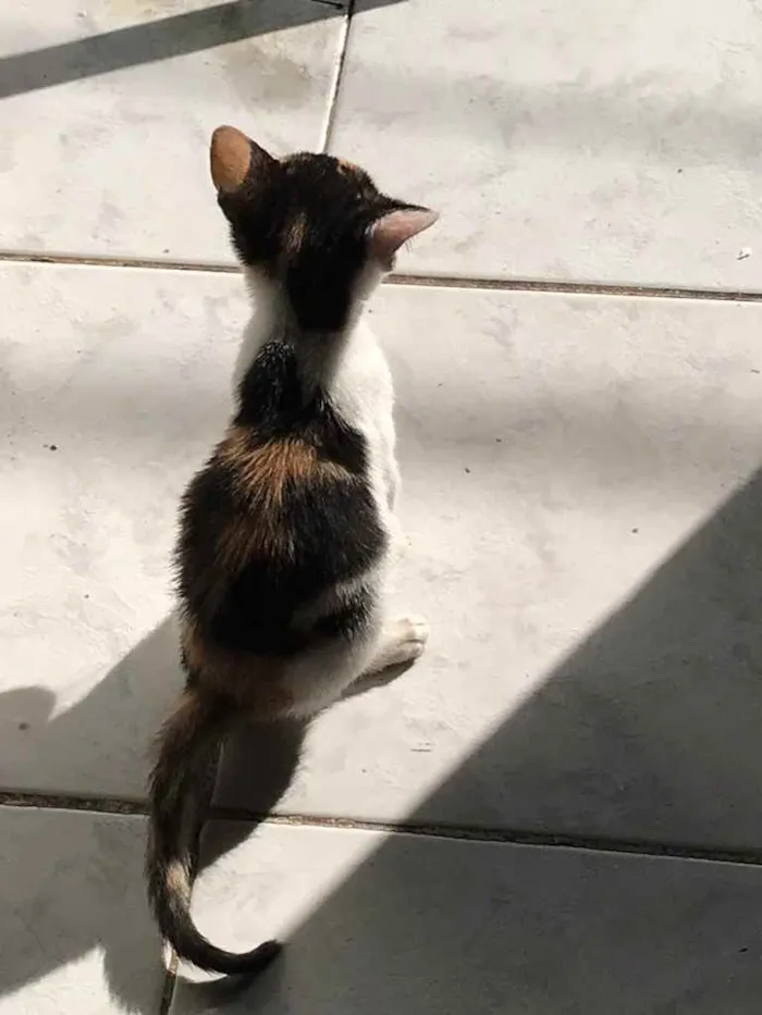 Gato ra a  idade Abaixo de 2 meses nome Gatinha