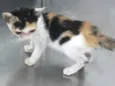 Gatinha