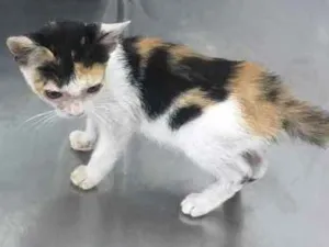 Gato raça  idade Abaixo de 2 meses nome Gatinha
