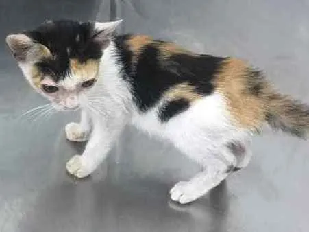 Gato ra a  idade Abaixo de 2 meses nome Gatinha