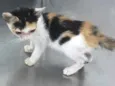 Gatinha