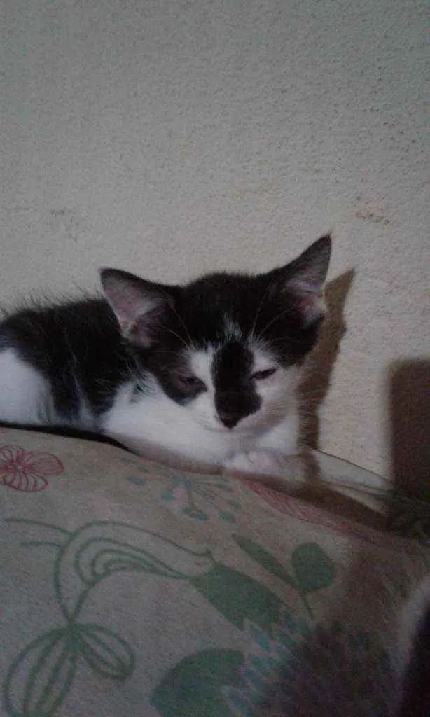 Gato raça SRD idade 2 a 6 meses nome Maria