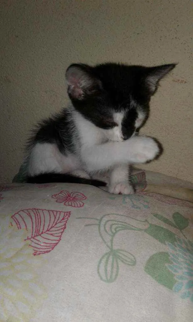 Gato raça SRD idade 2 a 6 meses nome Maria