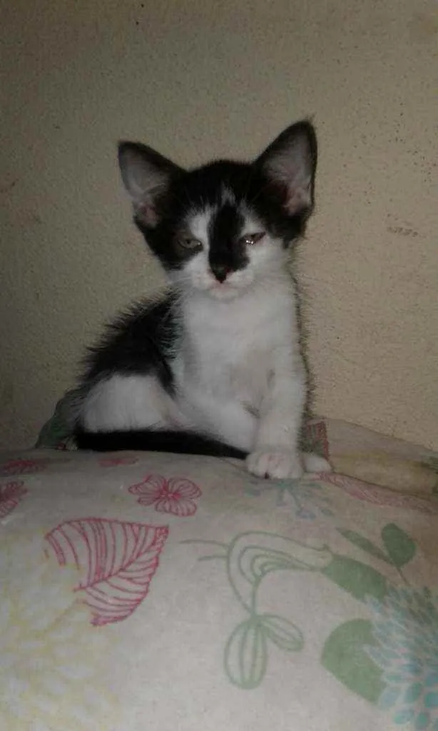 Gato raça SRD idade 2 a 6 meses nome Maria