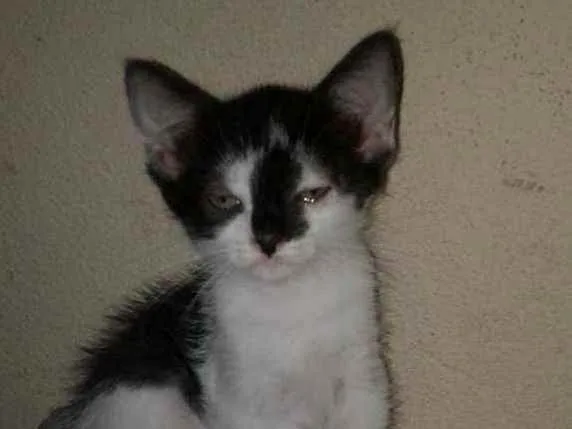 Gato raça SRD idade 2 a 6 meses nome Maria
