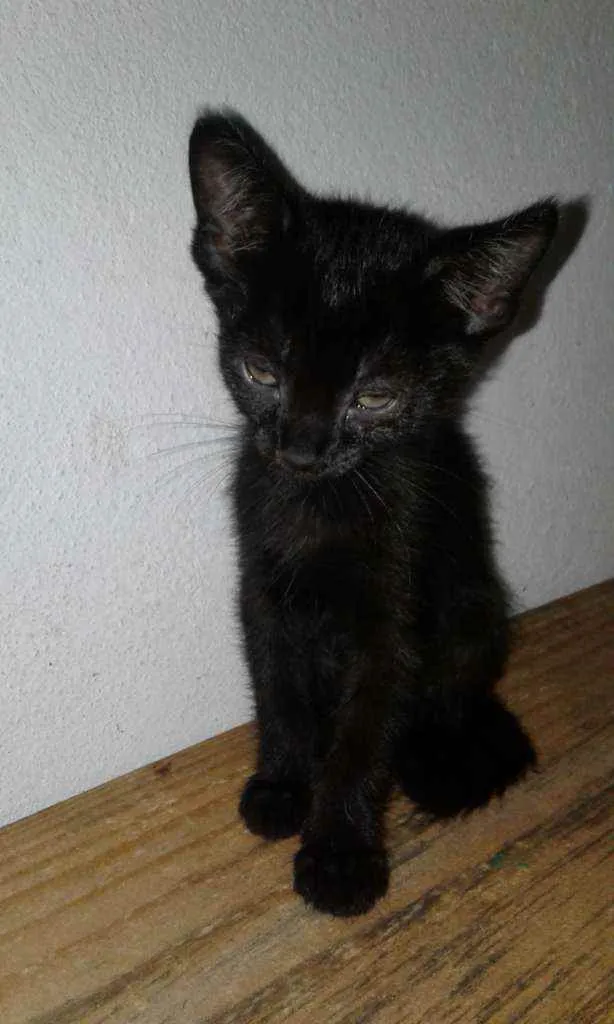 Gato raça SRD idade 2 a 6 meses nome Irene