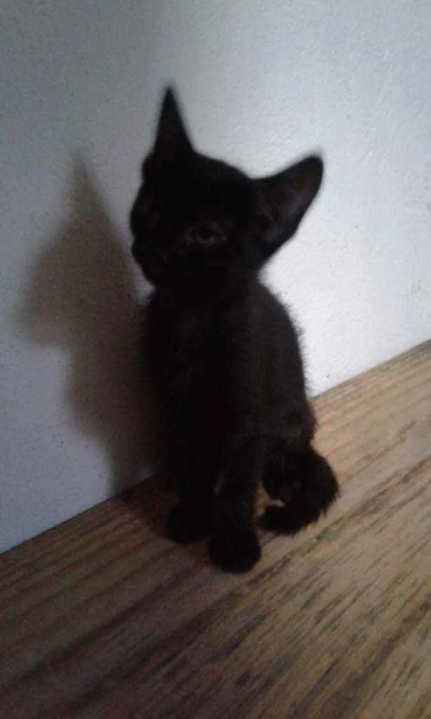 Gato raça SRD idade 2 a 6 meses nome Irene