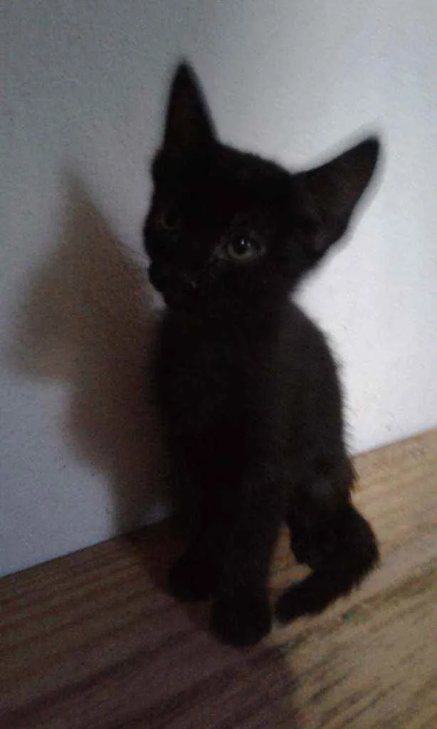 Gato raça SRD idade 2 a 6 meses nome Irene